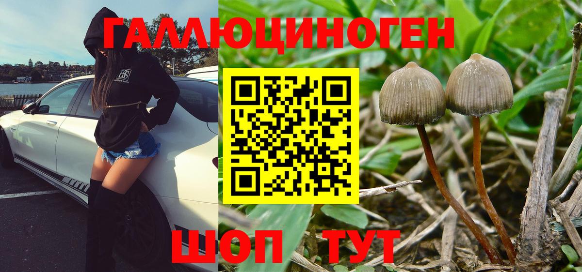 Чайковский  Псилоцибиновые грибы GOLDEN TEACHER  Вход с VPN  Псилоцибиновые грибы Cubensis 
